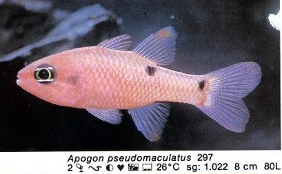 Apogon pseudomaculatus